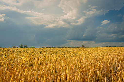 Summer wheat field. Beautiful cloudscape of golden agriculture field under dramatic sky with clouds.