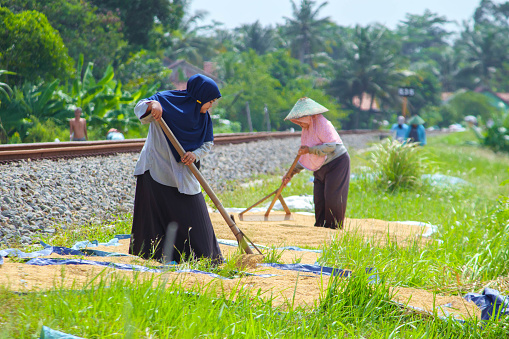 Cilacap, Indonesia - April 18, 2024 : Two Asian women are drying harvested rice seeds on a sunny day on the edge of the railroad track