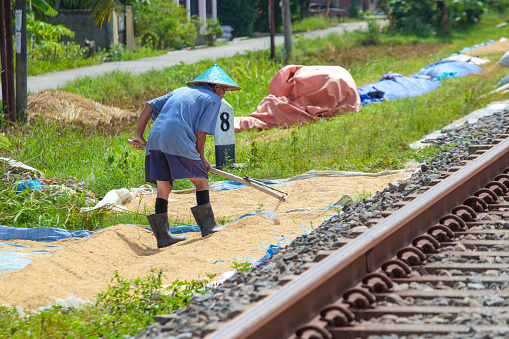 Cilacap, Indonesia - April 18, 2024 : An old Asian man is drying harvested rice seeds on a sunny day on the edge of the railroad track