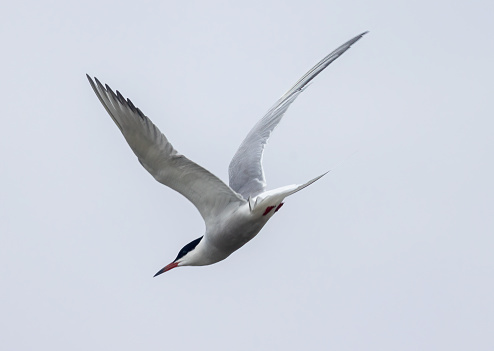 common tern diving