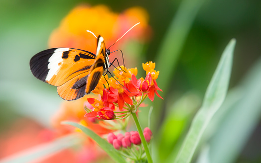A Numata Longwing Butterfly drinking from a flower
