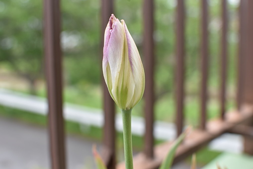 Close-up of tulips growing on the balcony