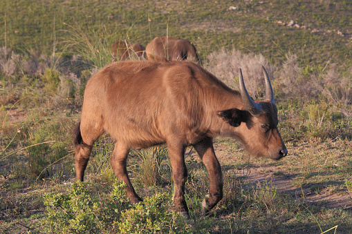 African buffalo, Syncerus caffer, Botlierskop, Little Brak River, South Africa