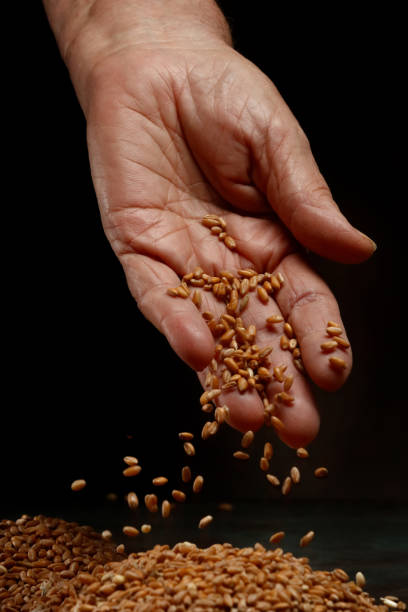 istock Wheat grains falling from hand on a dark background. 2150285615