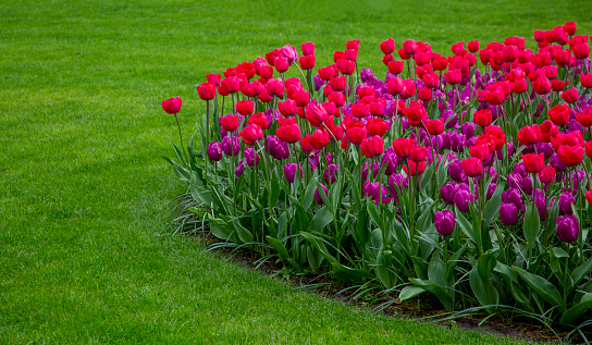 Pink-magenta tulip flowers with green grass copy space.