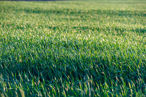 Agricultural green field with young green sprouts