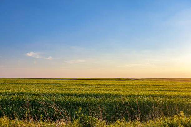 Plants growing on cultivated land, agricultural field in the plain under the blue sky