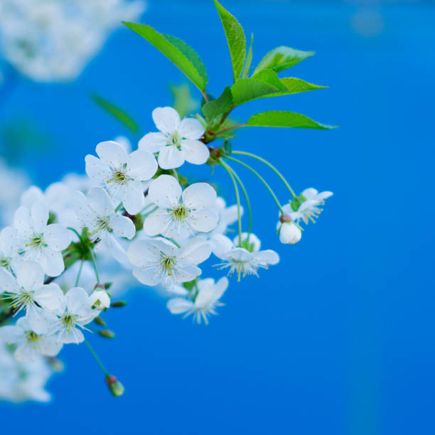 Blossoming branch of cherry in spring 5