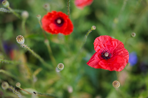 Red poppy flowers growing uncultivated, sunny springtime in green nature, selective focus
