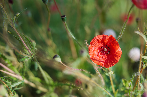 One red poppy growing uncultivated, sunny springtime on the meadow, selective focus