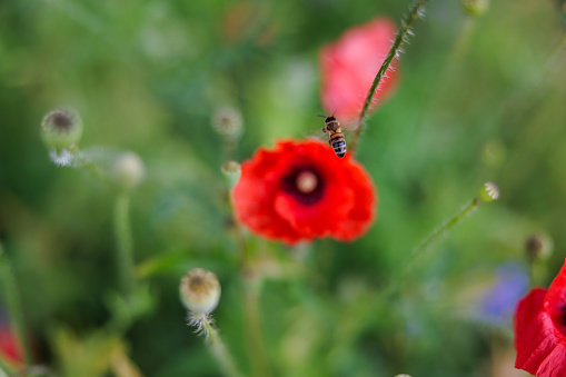 Bee flying towards red poppy flower growing uncultivated, sunny springtime in green nature, selective focus