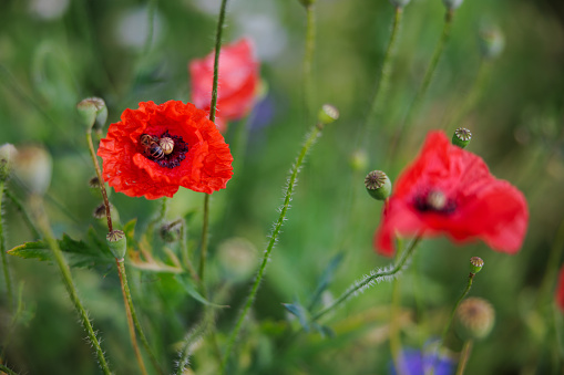 A variation of wild flowers including red poppies, against a blue summer sky.