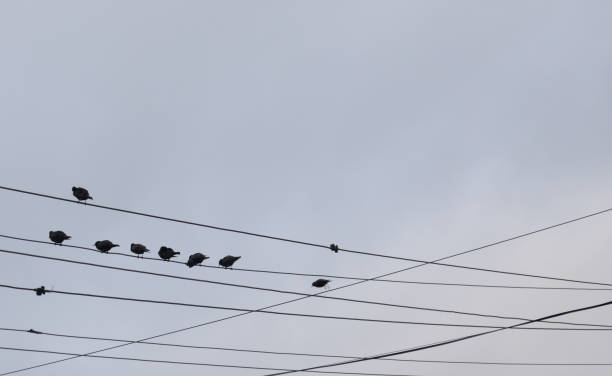 istock Little black birds sitting on a wire, city wires cables 2150287556