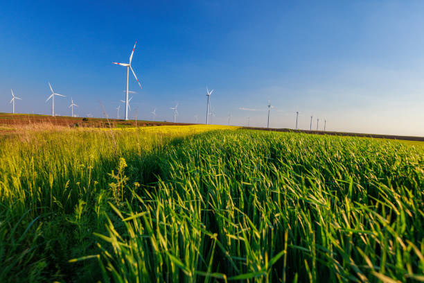 istock Wind turbines in agricultural field with high grass under the clear blue sky 2150287809