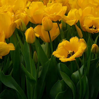 Close-up on yellow jagged tulip flowers, low side view.