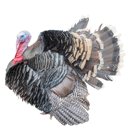 Large domestic turkey, with lush plumage and red beard, fattened for Thanksgiving, isolated on a white background