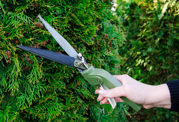 istock Woman's hand holding bush shears 2150289598