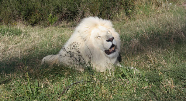 istock Magnificent white lion and lioness 2 2150290224