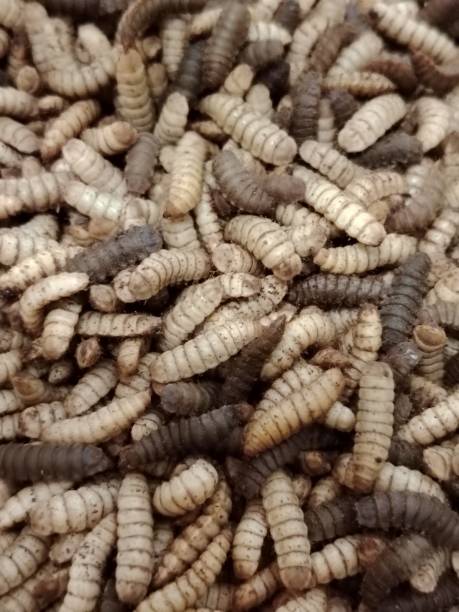 istock Larvae of Black Soldier Fly (Hermetia illucens) for protein animal feed ingredient. 2150290318