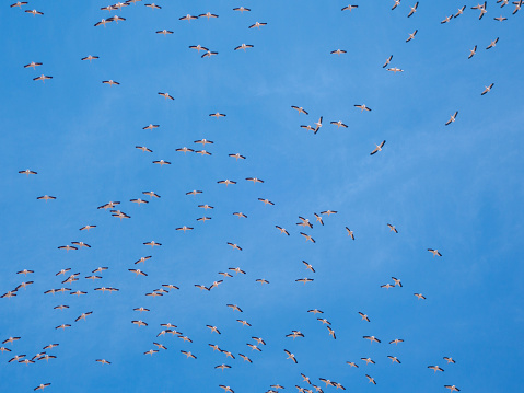 Storks in the sky