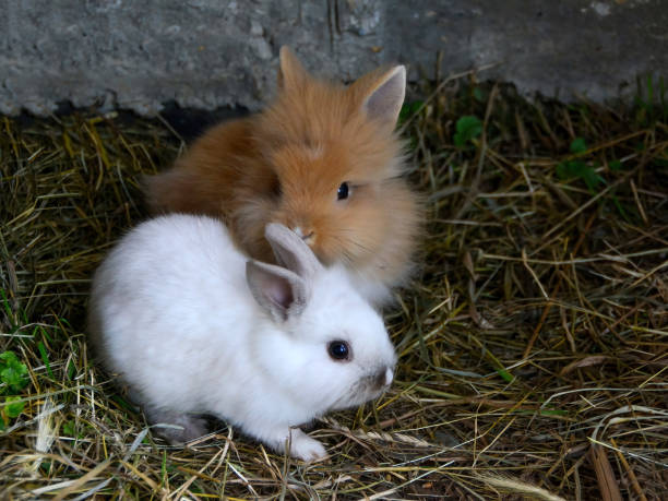 istock White and brown rabbits looking for seeds in the dry grass 2150290419