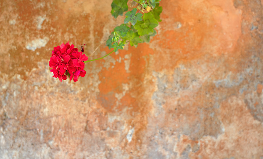 Red Geranium hanging in front of a run-down stucco wall