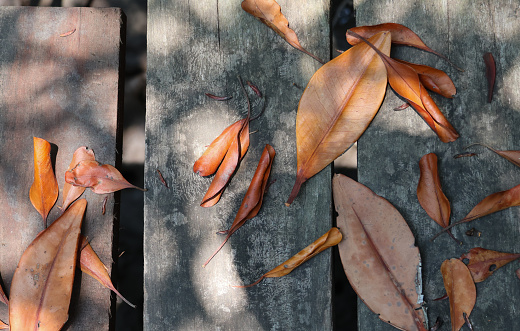 Dry leaves are golden and brown with sunlight, falling on wooden floor walkway