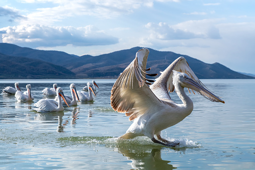 Ein Krauskopfpelikan (Pelecanus crispus) (Dalmatian pelican) landet am Kerkini-See in Griechenland, Europa, Südosten