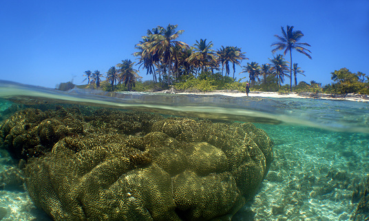 a coral reef on a caribbean island