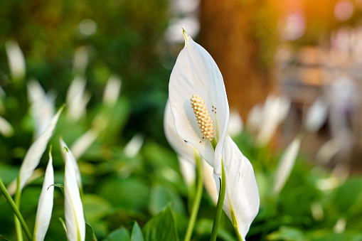 Peace Lily has white bracts. It resembles a heart shape wrapped in a tubular inflorescence with light yellow florets surrounding it. It is a tree that can purify the air very well.
