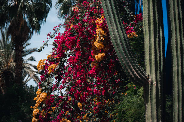 istock Garden Majorelle, Morocco 2150294182