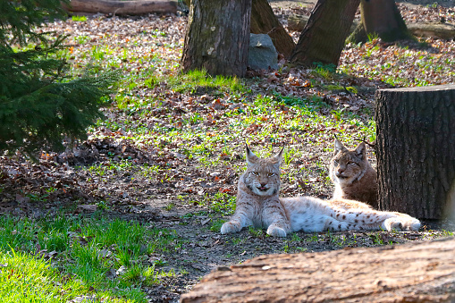 Close-up of beautiful lynxes lying on the grass in the forest