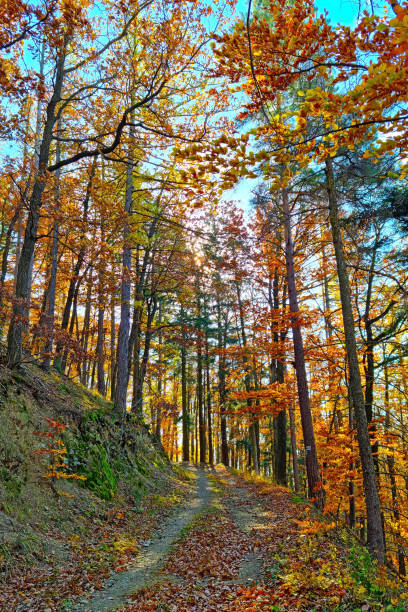 istock Beautiful yellow green forest on a sunny autumn day. 2150294743