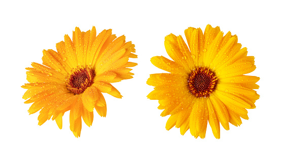 Orange Marigold flower isolated on white background. Calendula medicinal plant, herbal medicine and natural ingredient for skincare beauty products. Set of two flowers.