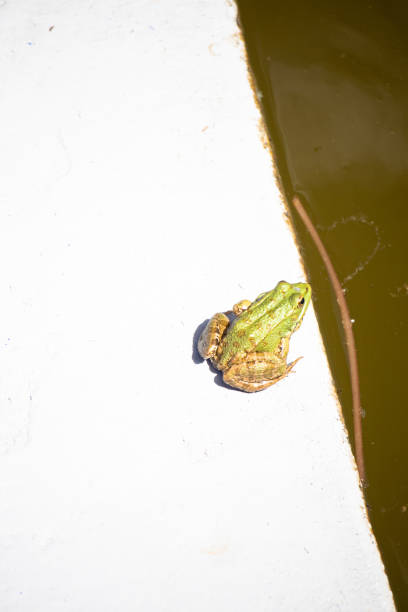 Frog resting on a branch .