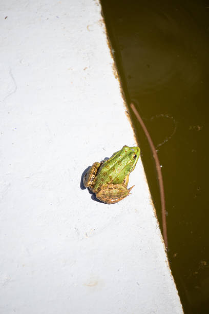 Iberian waterfrog, Iberian green frog, autumn leafs wet and the frog on themPelophylax perezi
