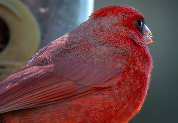 northern cardinal (Cardinalis cardinalis), in winter