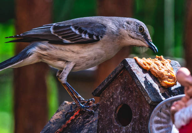 istock A Northern Mockingbird on a high perch 2150297889