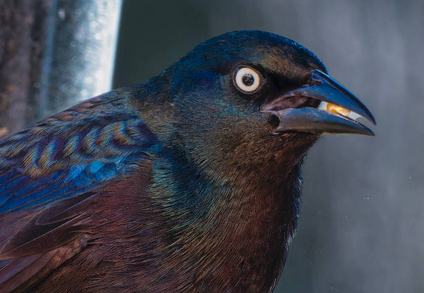 istock A Grackle on the bird feeder 2150297897