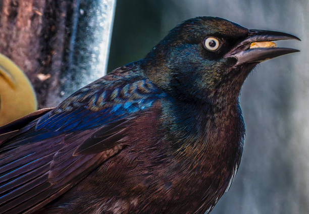 istock A Grackle on the bird feeder 2150297905