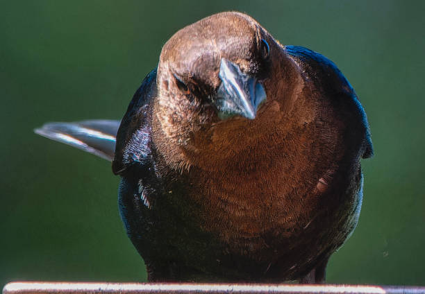 Brown-Headed Cowbird on the bird feeder