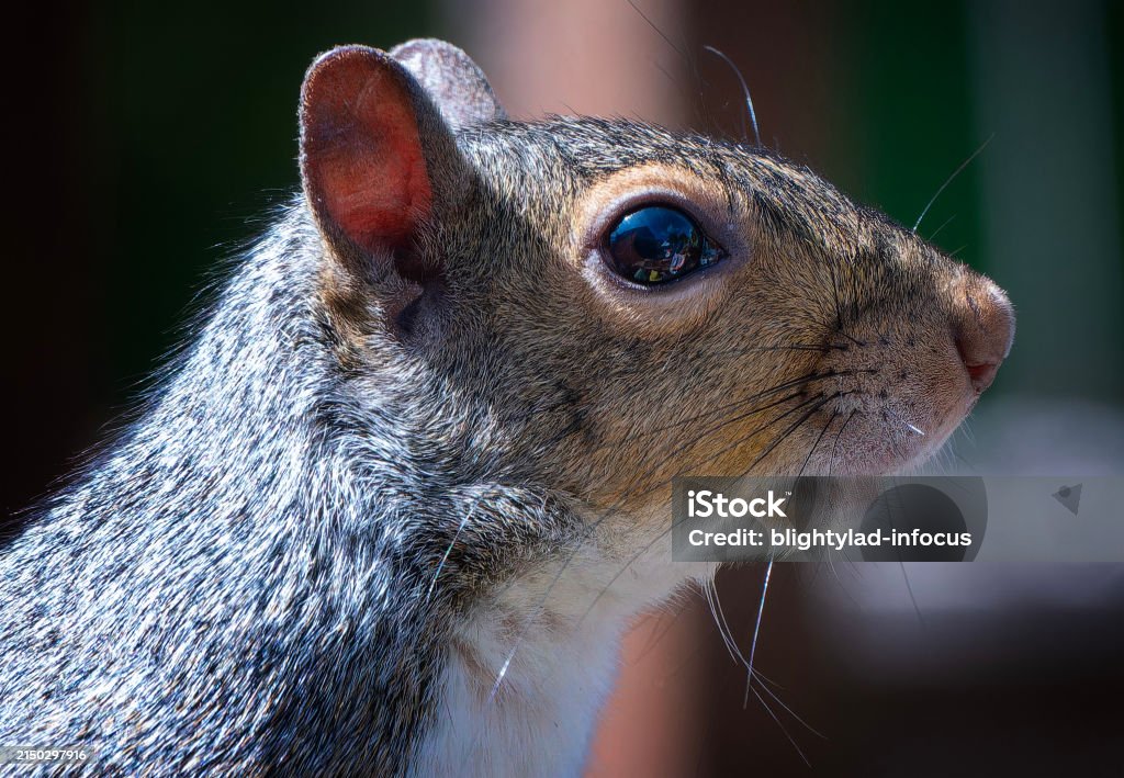 A Grey Squirrel on the backyard deck Animal Stock Photo A Grey Squirrel on the backyard deck Animal Stock Photo