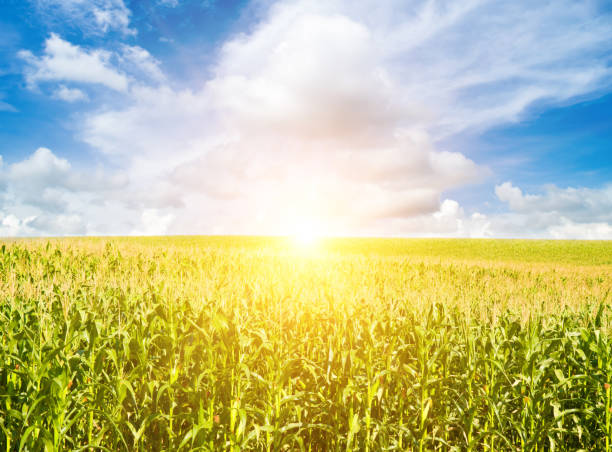 istock Green corn field and bright sunrise on blue sky. 2150298443