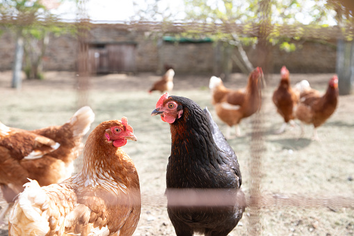 Free-range chickens on a farm can be very entertaining to watch