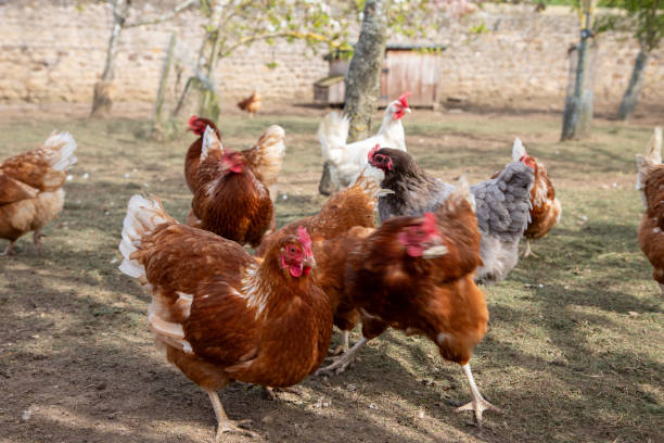 istock Free-range hens outside on a farm in England 2150299033