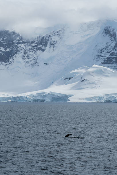 istock Diving whale in the antarctic 2150299360