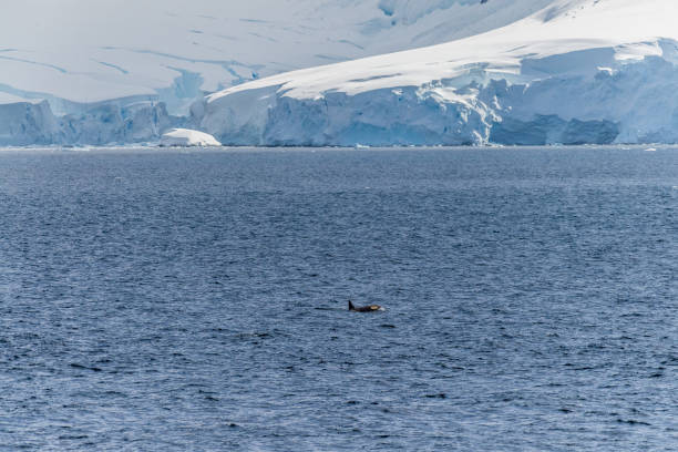 istock Killer whales in the Antarctic 2150299366