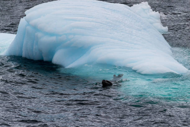 istock Leopard seal and an Iceberg 2150299370