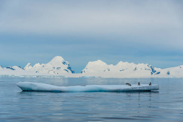 istock Cape Petrels resting on an iceberg 2150299425