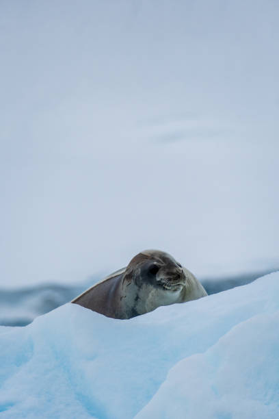 istock Close-up of a Weddell seal 2150299431